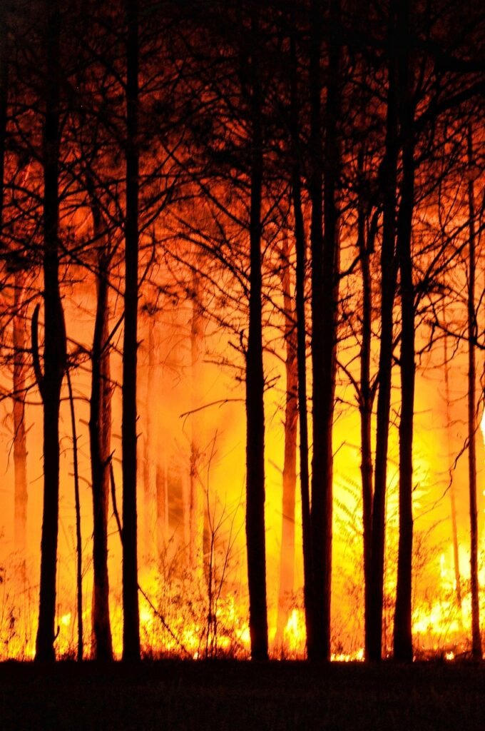 forest fire, trees, nature, fire, forest, night, environment, beautiful, bright, yellow, black, orange, light, pines, wildfire, hot, wood, wildfire, wildfire, wildfire, wildfire, wildfire